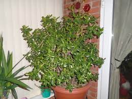 Jade plants adapt well to the warm, dry conditions found in most homes. Crassula Ovata Wikipedia