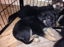 A short haired german shepherd vs long haired comparison guide. Short Haired German Shepherd Puppy 1 Male Welling Kent Pets4homes