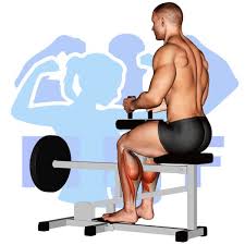 lever seated calf raise machine your
