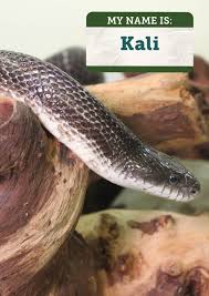 eastern rat snake cayuga nature center