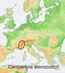 Campanula stenocodon - Wikispecies
