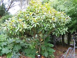 Magnolia Grandiflora Architectural Plants