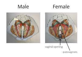 men s pelvic health markham pelvic health