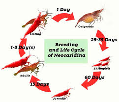 Breeding And Life Cycle Of Red Cherry Shrimp Shrimp And