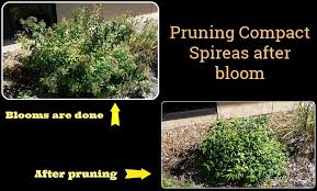 how to prune spireas grimm s gardens