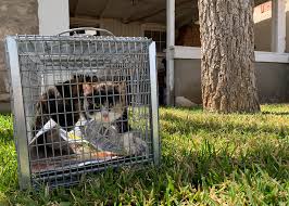 Humane animal trap for feral cats possums rats rabbits 52x30x26cm spring loaded. Community Cats El Paso Animal Services
