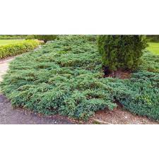 blue rug juniper shrub