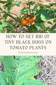 Tiny Black Bugs On Tomato Plants