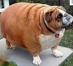 fat dog> Buy-53%