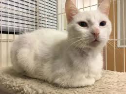 Royal pet rescue has been rescuing, fostering, caring for and finding homes for pets in and around sarasota and manatee counties, fl since 2000. Inverness Fl Domestic Shorthair Meet Major Tom A Pet For Adoption Pet Adoption Cat Adoption Animals