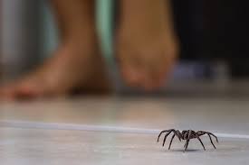 Spider Exterminators - Control - Removal | Portland OR | Vancouver WA