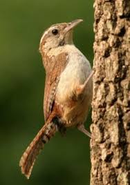 It can be found in a wide variety of habitats including fields, woodlands. South Carolina State Bird Carolina Wren