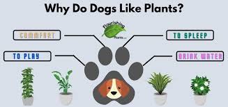 Do Dogs Like Plants Toxicity