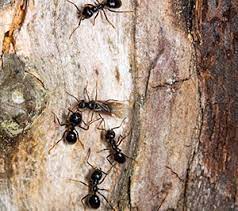 carpenter ants things not to do
