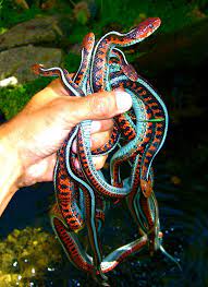 california red sided garter snake