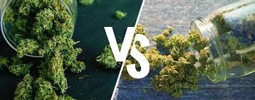Indoor Vs Outdoor Weed Which Is Better