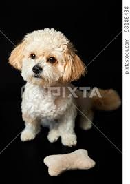 a portrait of beige maltipoo puppy with