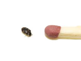 carpet beetle pest control services