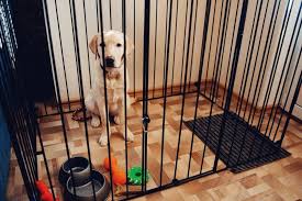 what toys are safe to leave in a dog crate