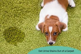how to get urine stains out of a carpet