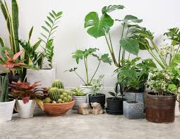 House Plants On Cement Floor And