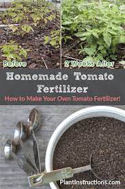 diy tomato fertilizer recipe