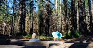 Big Basin Redwoods State Park de Boulder Creek | Horario, Mapa y entradas 1