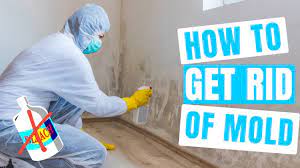 how to get rid of mold don t use