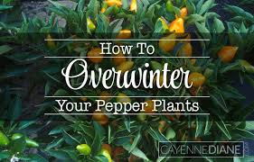 Tips For Keeping Your Pepper Plants