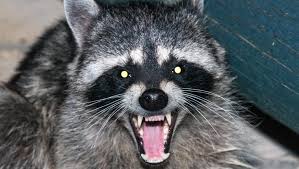 Zombie raccoon' removed in East Lansing after neighbors take action