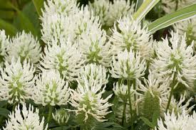 Trifolium pannonicum | Hungarian clover/RHS Gardening