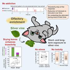 olfactory enrichment for cats