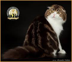 Photos Of The Top Scottish Folds For The Show Season 2014 2015
