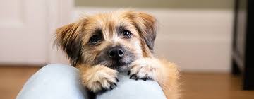 separation anxiety in dogs