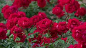 15 tips to make roses bloom better