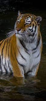 Tiger iPhone HD Wallpapers - Top Free ...