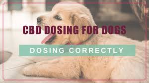 cbd dosing for dogs choosing