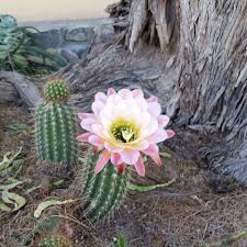 Blooming arizona cactus plant flower | free photo. These Photos Of Cactus Blooms Will Make You Fall In Love With Tucson Local News Tucson Com