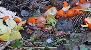 do compost bins attract rats how to