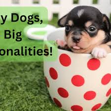 small dog names for and boy dogs
