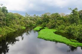 Gördüğüm en güzel ülkelerden biridir gabon.ormanının yeşilini başka yerde görmedim. Why Is Gabon Poor When The Country Is Rich In Natural Resources