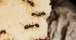 pavement ant infestation