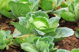 Growing Guide: How to Grow Delicious Cabbage