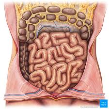 lower digestive tract histology kenhub