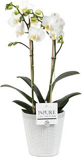 Vaso sospeso con fiori bianchi. Orchidea Orchidea Farfalla In Vaso In Ceramica A Mosaico Bianco Come Set Altezza 45 Cm 2 Germogli Fiori Bianchi Amazon It Giardino E Giardinaggio