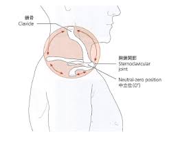 肩関節運動～胸鎖関節～ | BC-body 新着情報