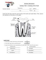 Dental Pdf Dentistry Worksheet Activity 2 Part 1 Anatomy