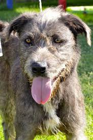The irish wolfsky is not a purebred dog. Dog For Adoption Dublin An Irish Wolfhound Labrador Retriever Mix In Midland Tx Petfinder