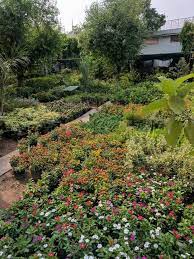 plants in south delhi