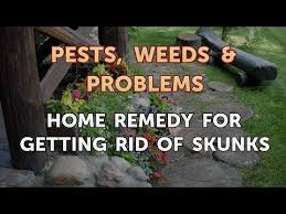 home remedy for getting rid of skunks